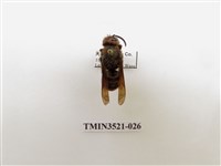 藏品(黃腳虎頭蜂)的圖片